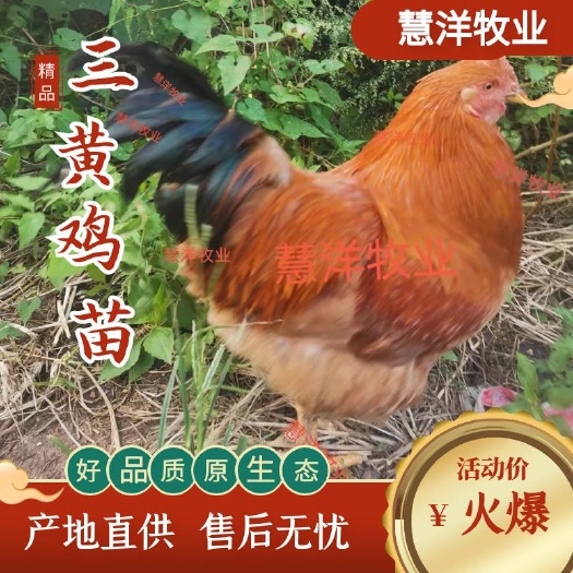 南宁三黄鸡苗，分别为三黄土1.5号，三黄土二，质量保证假一赔十