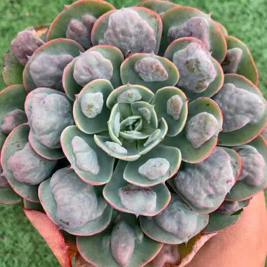 昆明多肉植物雨滴大单头多肉12cm+-带盆土