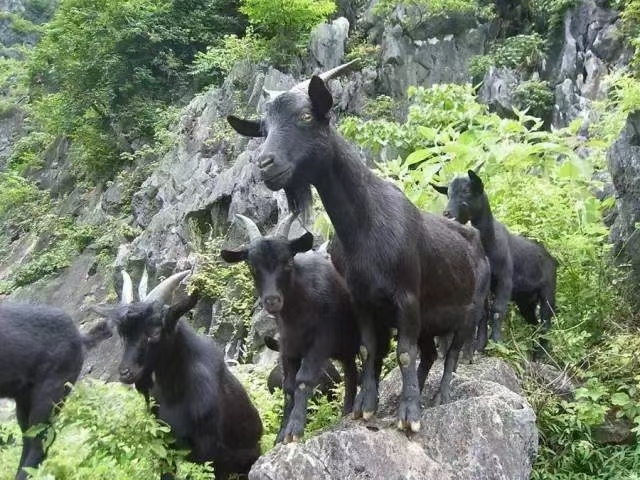 怀集县自家散养 黑山羊