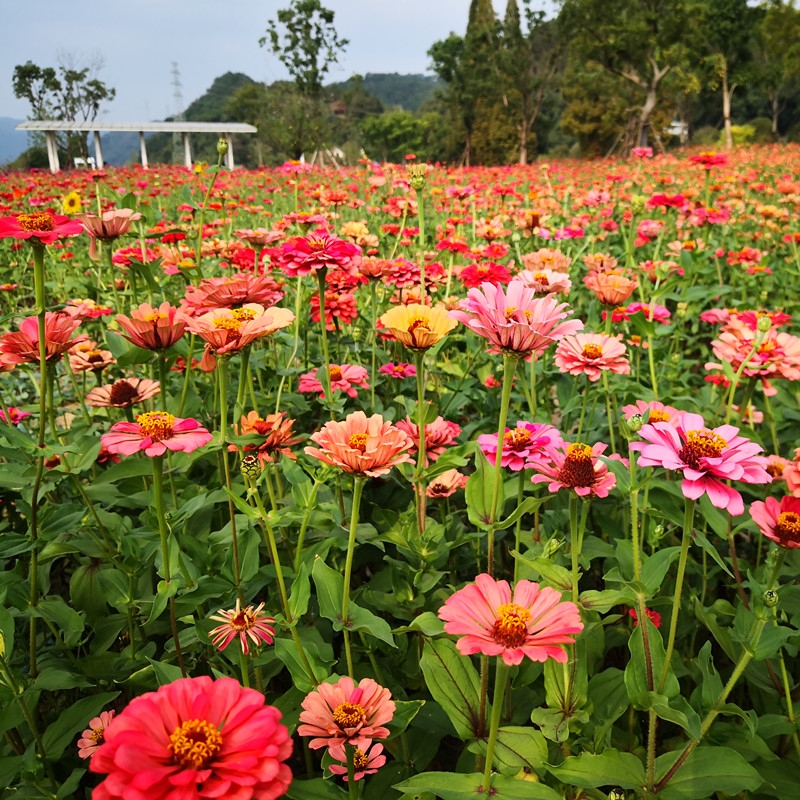百日草种子 百日草花种子庭院百日菊室外阳台花种籽四季开花不断见土就活种孑