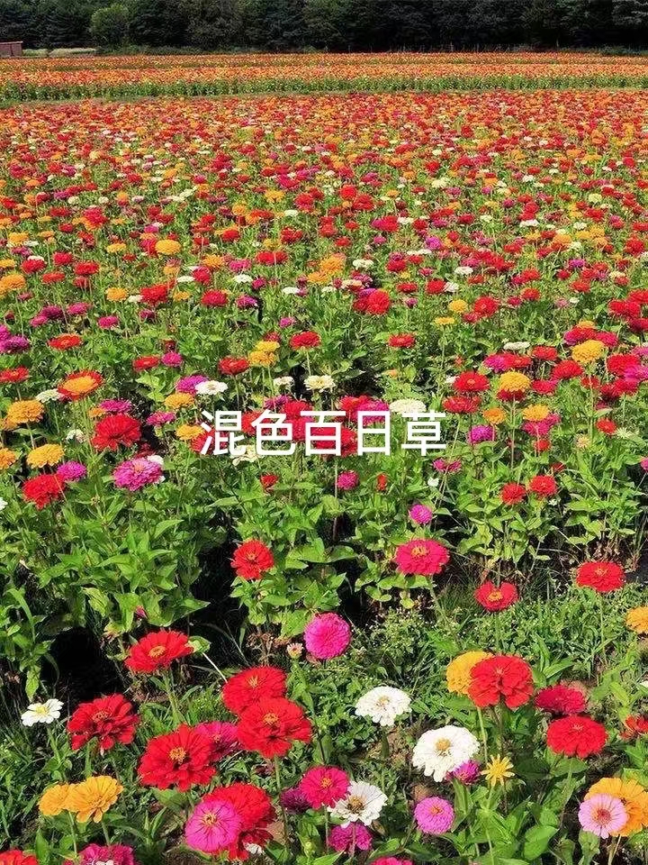 百日草种子 百日草花种子庭院百日菊室外阳台花种籽四季开花不断见土就活种孑
