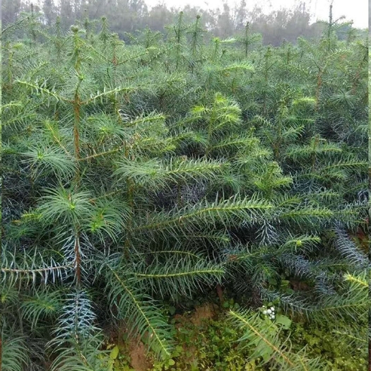 沭阳县 新采 柳杉种子 刺杉种子 长叶孔雀松 绿化行道林木苗木植物树