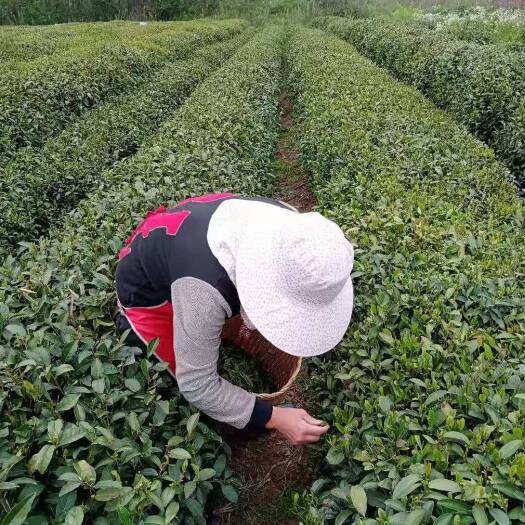 杭州龙井茶 龙井   自家茶山    茶农    自产自销