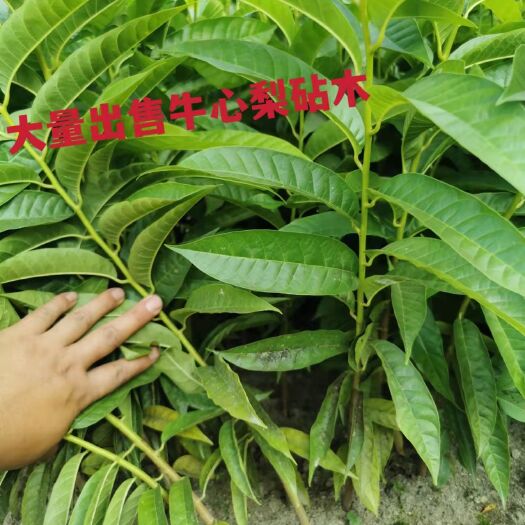 普宁市牛心梨砧木嫁接凤梨释迦果苗