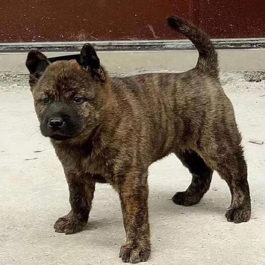 沛县斑点狗  虎斑大型虎斑幼犬活体精品纯种虎斑宠物狗狗广西土猎精品虎斑