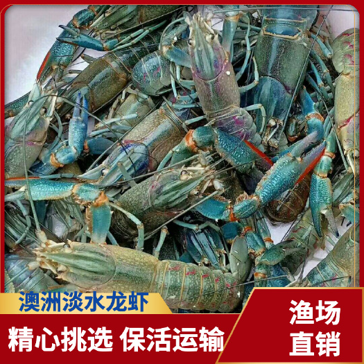 珠海龙虾苗  澳洲淡水龙虾鱼缸新宠蓝魔虾鳌鳌虾鲜活包邮