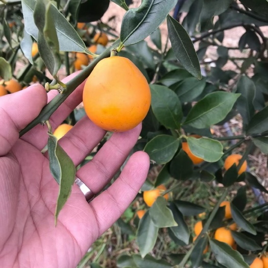 简阳市脆蜜金柑苗 脆蜜金桔