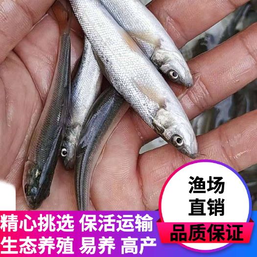广州银鳕鱼苗，成活率高，科学养殖，科学运输，适应能力强