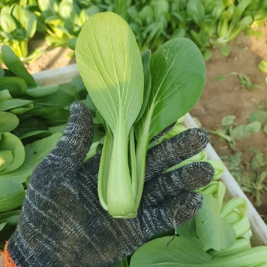 曹县山东曹县邵庄万亩叶菜蔬菜基地精品上海青 小青菜