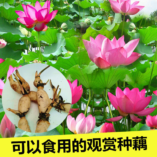 沭阳县观赏大型荷花种藕苗池塘荷花种根苗莲藕种苗 莲花莲藕苗 荷