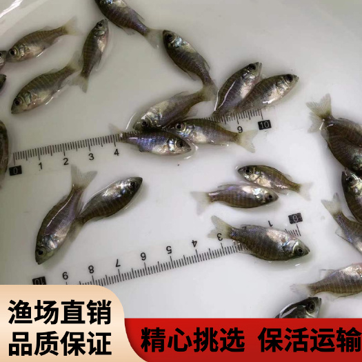 广州淡水杂交太阳鱼苗/蓝鳃太阳鱼苗/金边太阳鱼苗/品种优良