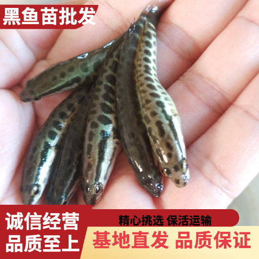 广州乌鳢苗  乌鳢鱼苗/黑鱼苗/杂交生鱼/淡水生鱼苗/渔场直供，