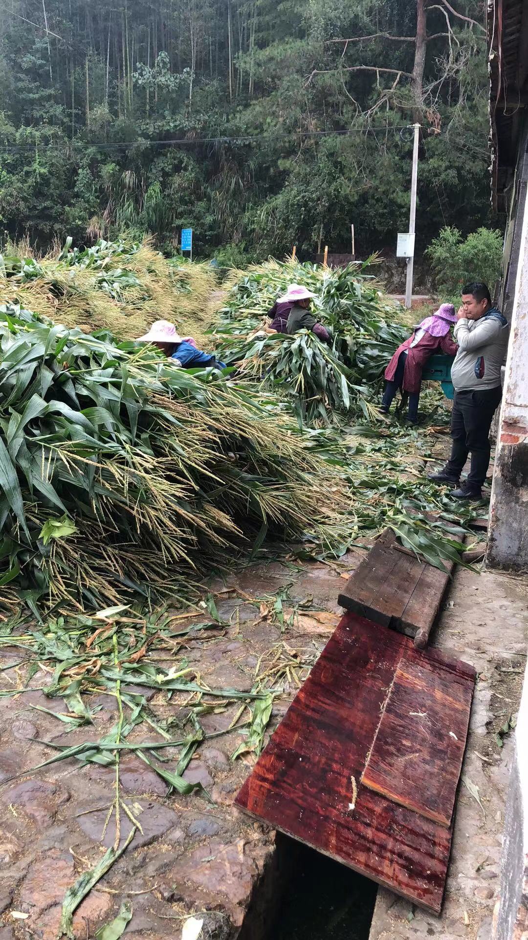 专业玉米杆青储料十年，方包压包保存时间长，冬季必囤