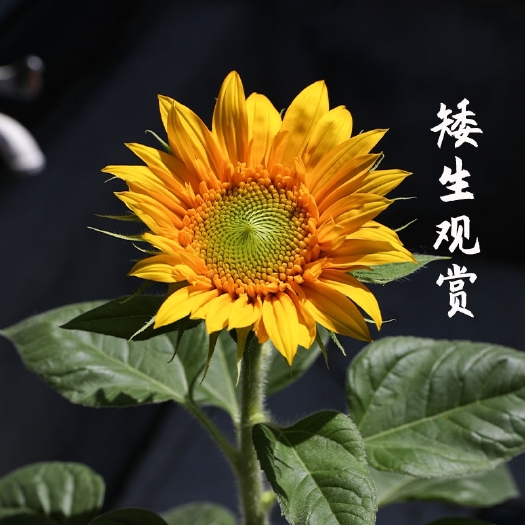 沭阳县向日葵种子 向日葵观赏四季