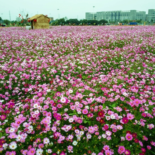 沭阳县波斯菊种子 波斯菊花籽格桑花花种籽子七彩四季开花室外易活野花
