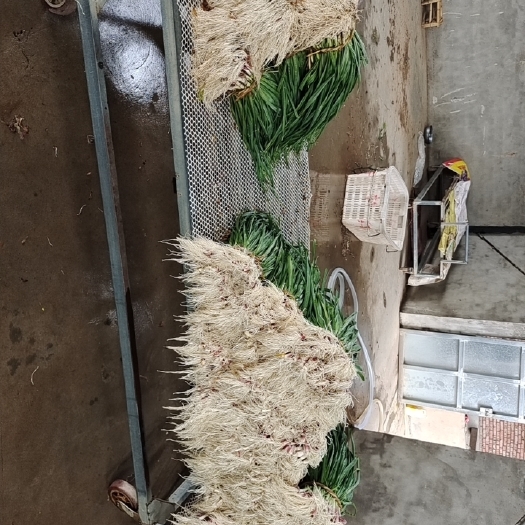 当阳市红根蒜苗 红根大蒜苗，红菜台大量上市