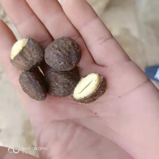 上栗县桐籽 千年桐，桐子
