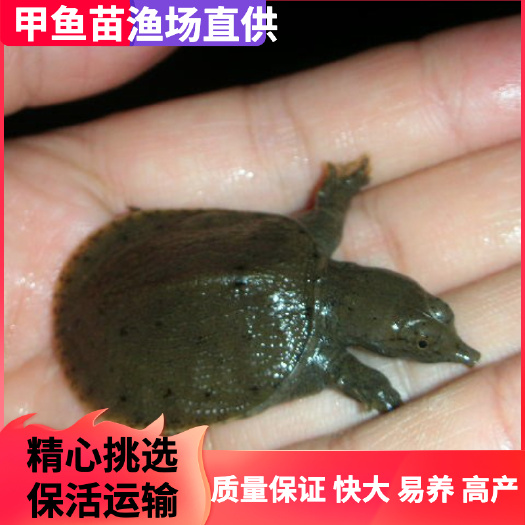甲鱼苗中华鱼苗/甲鱼苗/黄沙苗/水鱼苗/王八苗