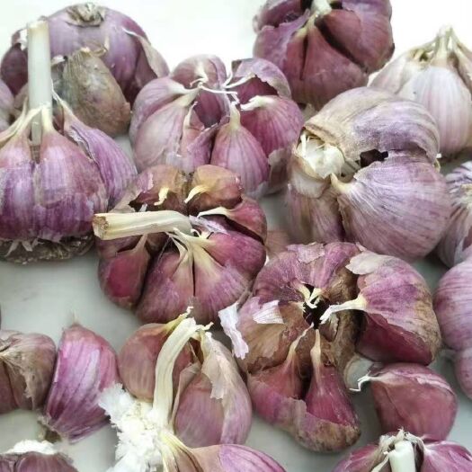 四川大蒜彭州早熟蒜红根蒜苗蒜正月早蒜混级统货，质量好