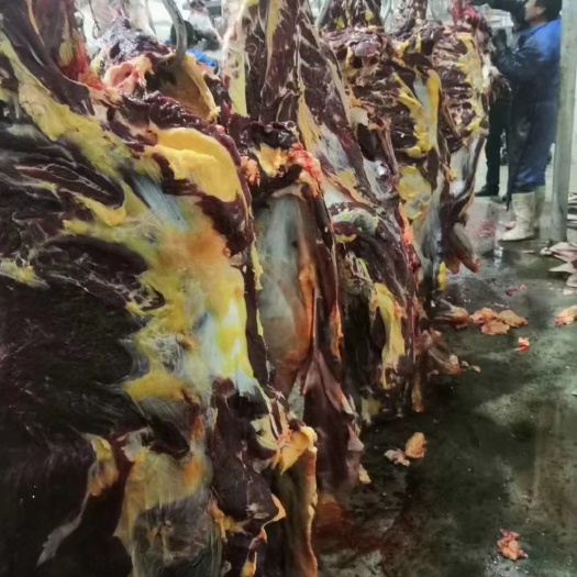 牛肉类 天下牦牛唯有天祝，高原白牦牛牛肉，吃百山虫草，肉质鲜