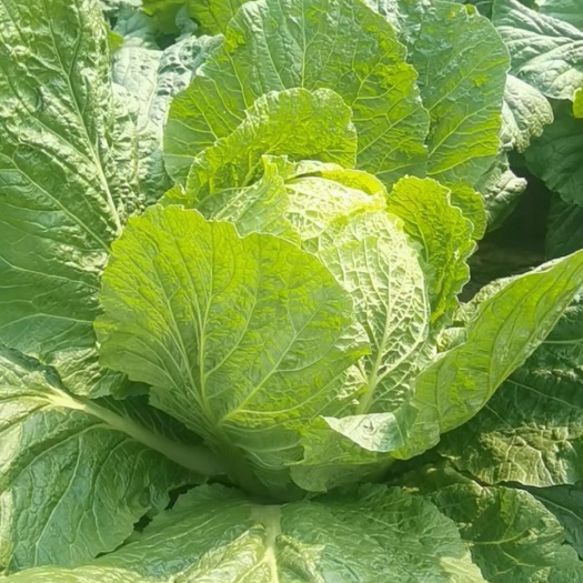 嘉鱼县【黄心白菜】湖北黄心大白菜，颜色绿，质量好 产地直供全国