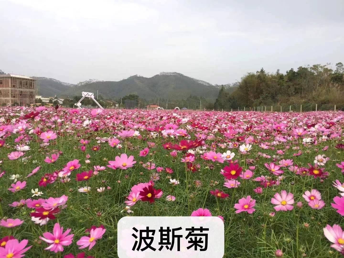 百日草种子 百日草花种子庭院百日菊室外阳台花种籽四季开花不断见土就活种孑