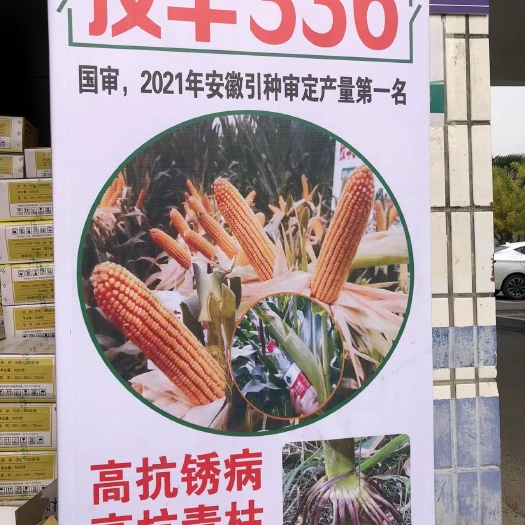 蒙城县联创825玉米种子 技丰336，种到哪里都优秀！