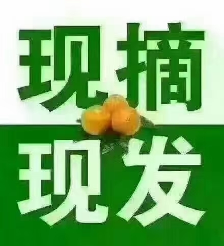 麻阳县麻阳冰糖橙