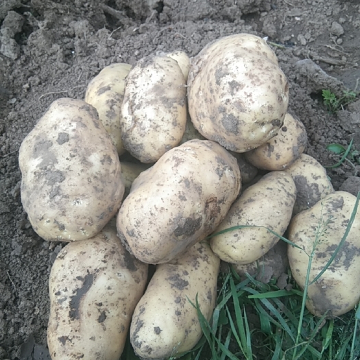 巴林左旗荷兰土豆 农家无农药綠色食品 天然土豆