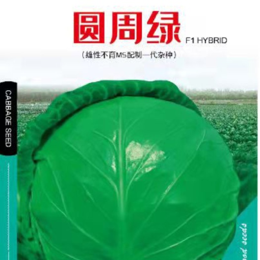 圆周绿（抗病绿甘蓝种子）