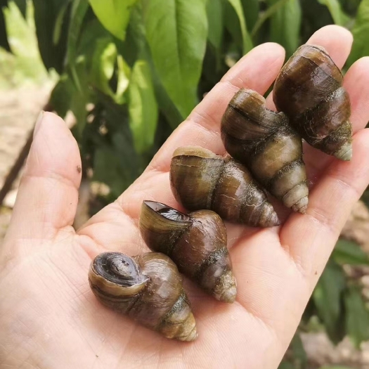 监利市 薄壳无青苔精品石螺