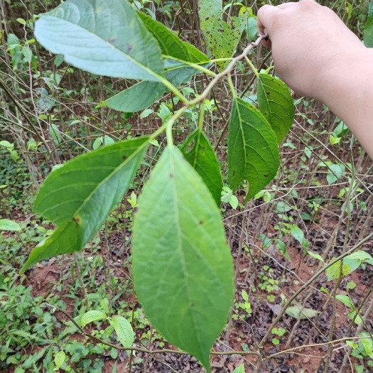 苍溪县批发杜仲苗中药材杜仲小苗苗圃现挖保湿发货杜仲树苗量大从优