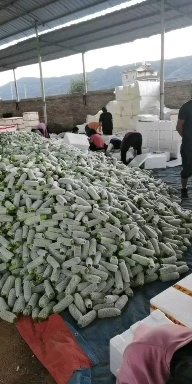弥勒市绿皮西葫芦 精品西葫芦 价格美丽