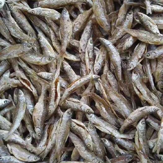 河源 小鱼干，白肖鱼