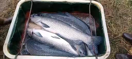 凯里市青鱼