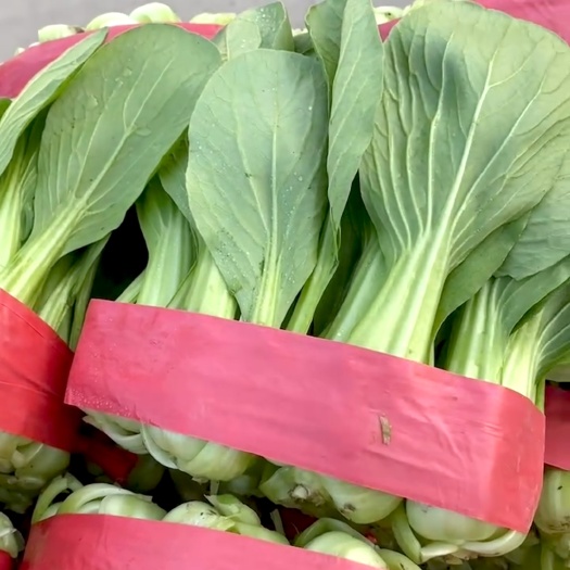 邯郸山油菜