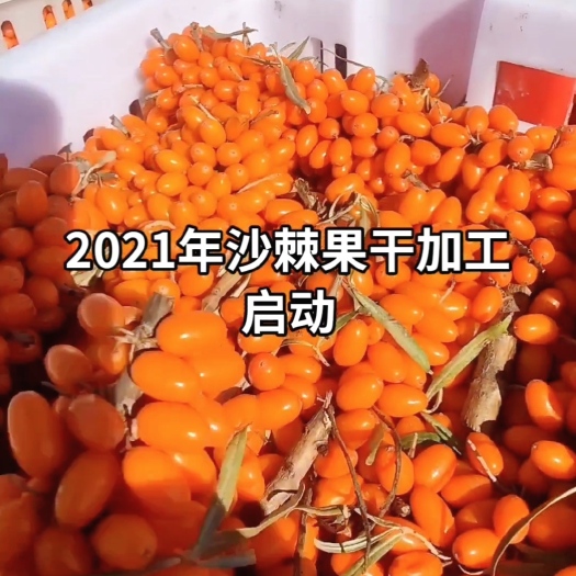 乌鲁木齐沙棘  新疆大果果干2022年10月新货上市可打粉富含果油籽