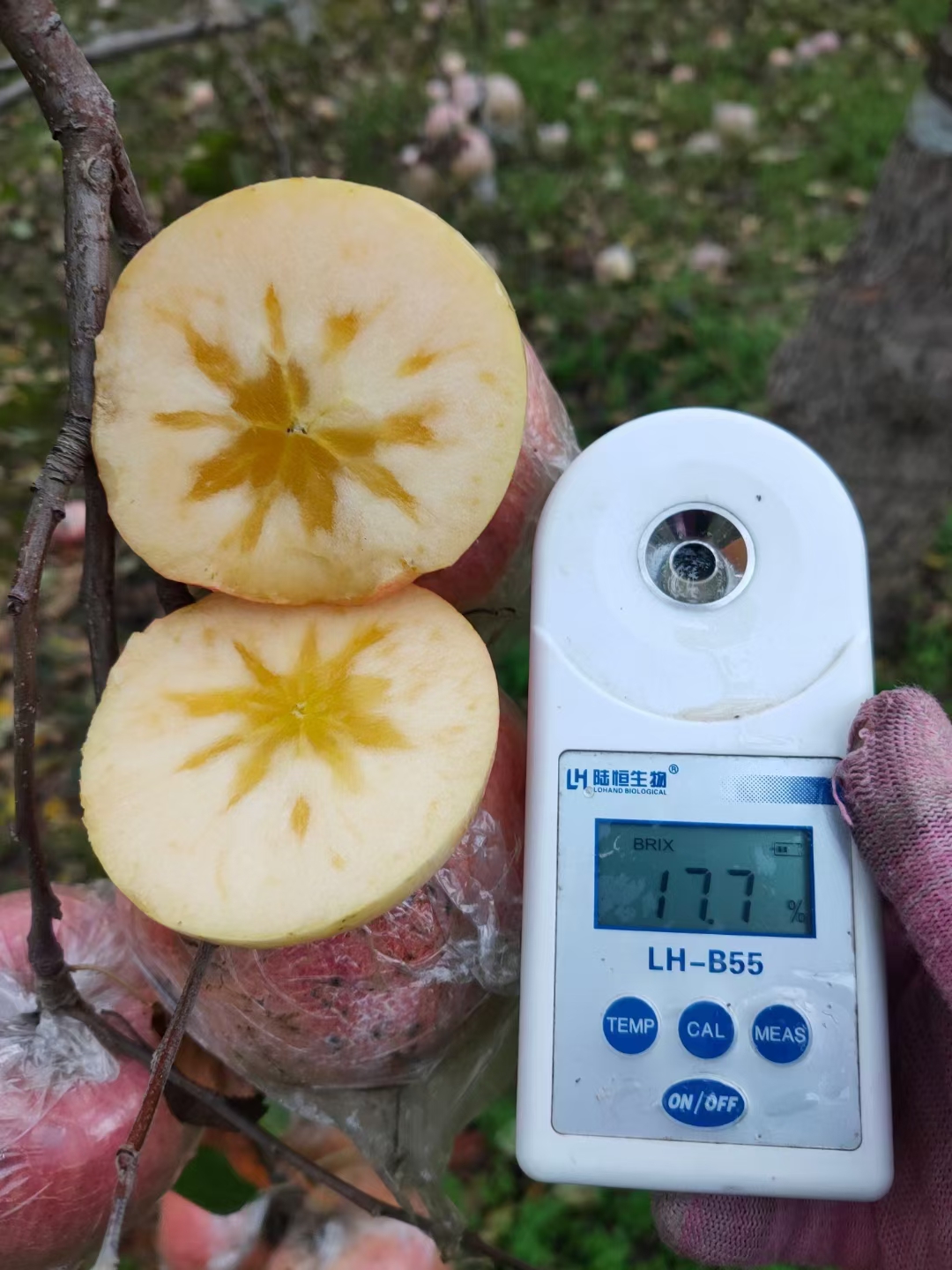 紅富士蘋果  山西脆甜膜袋紅富士丑蘋果新鮮采摘脆甜多汁