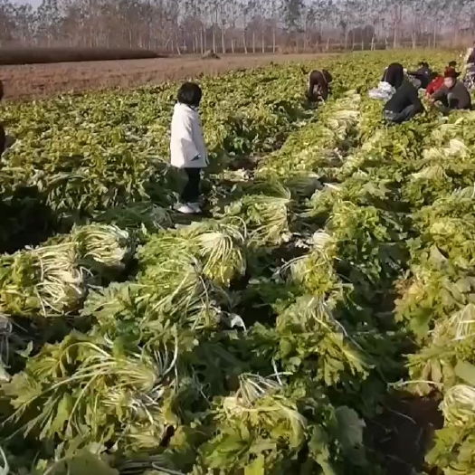 雪里红芥菜，【可加工和作】，现货适合超市莱市醃製厂