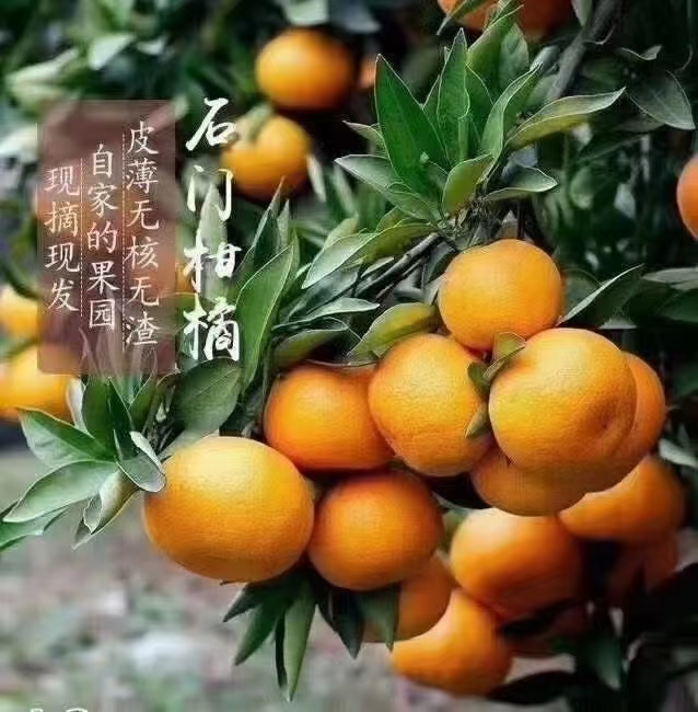 蜜桔 东北三省专用 石门蜜橘 果园直发 包红包甜 坏果包赔