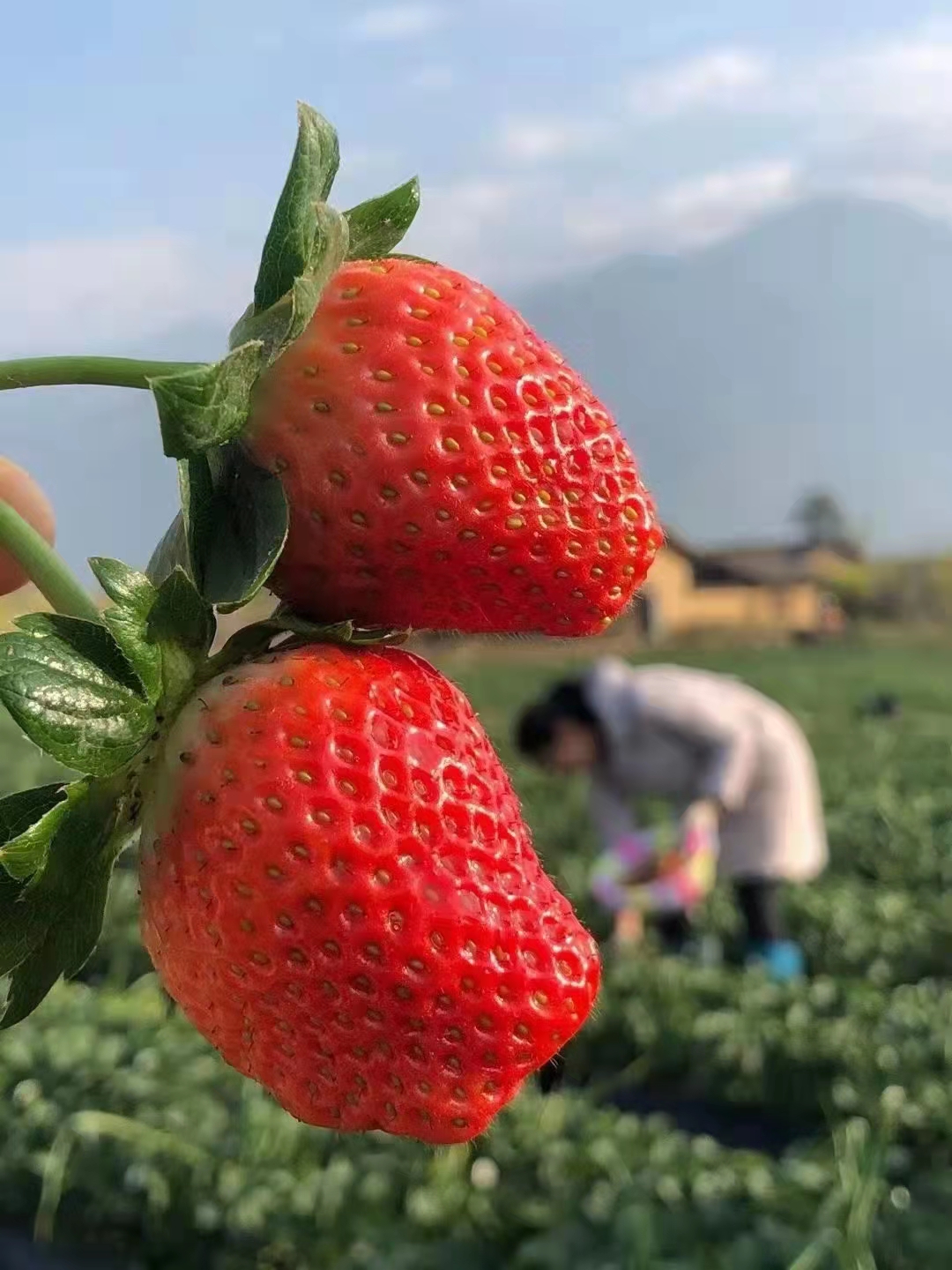 【基地直发】大凉山露天冬草莓 现摘现发包邮 一件代发