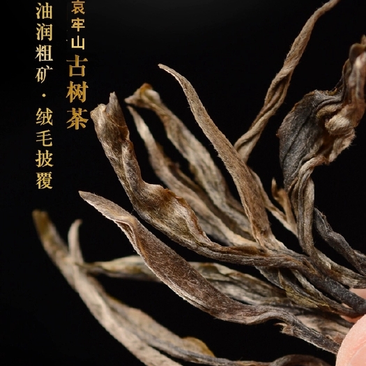 云南普洱茶农直销21明前头春迷帝贡茶古树茶大叶茶生普500克