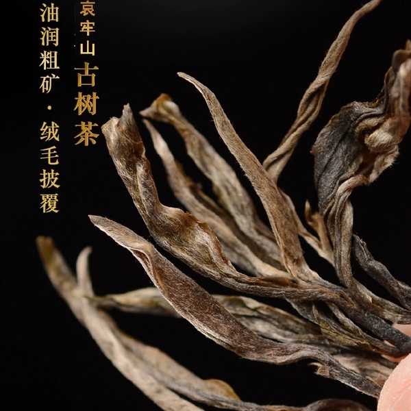 云南普洱茶农直销21明前头春迷帝贡茶古树茶大叶茶生普500克