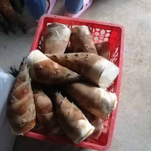 思茅水果笋 云南省普洱市思茅区 鲜笋