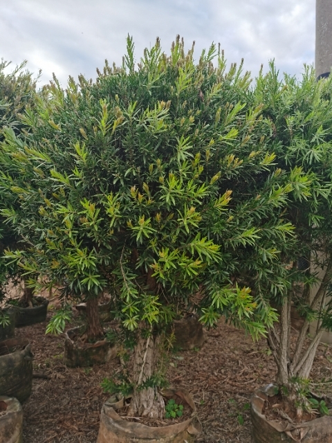 宜良县 红千层球