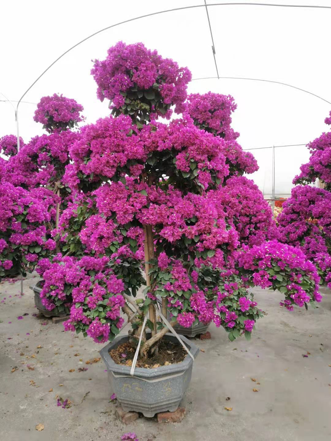 漳州紫花三角梅  高度2.5米 紫色花造型三角梅盆景 勒杜鹃 九重葛 叶子花