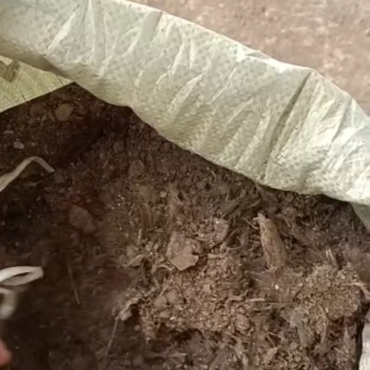 翁源县 新鲜鸡粪，优质，粉状，带少许结块