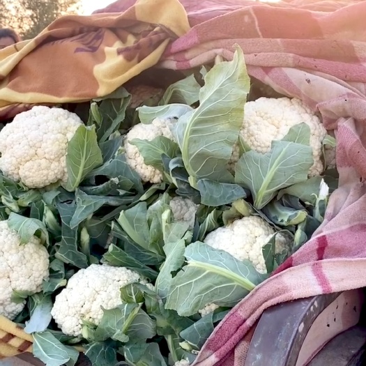 邯郸白花菜花 松散 河北省邯郸市永年区 2~3斤
