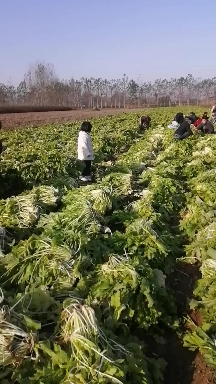 雪里红芥菜，【可加工和作】，现货适合超市莱市醃製厂