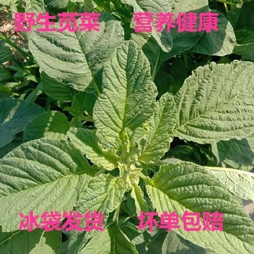 滑县 焯水冰冻野生苋菜银银菜绿苋菜